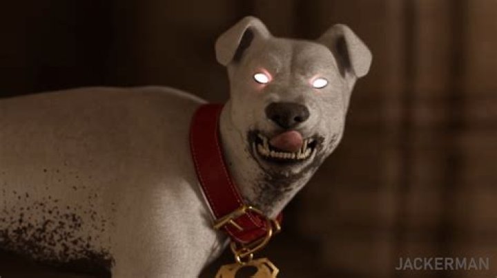 Discovering the World of Jackerman Animations