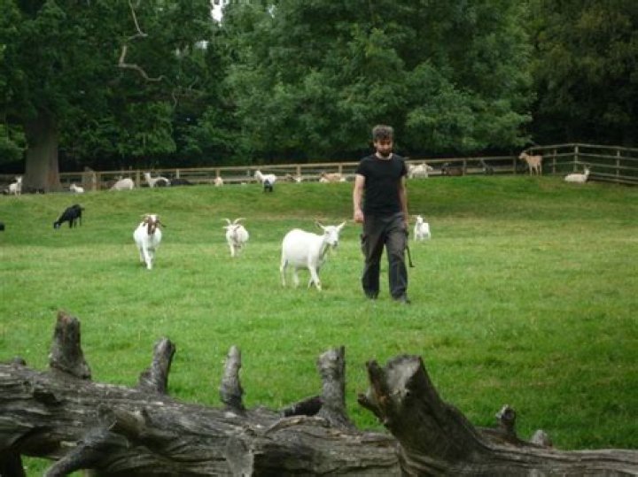 Uncovering the Unique Characteristics: Goat Personality Traits
