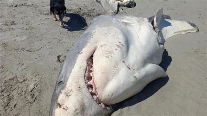 Unveiling the Mystery: Shark.bae OnlyFans Leaks